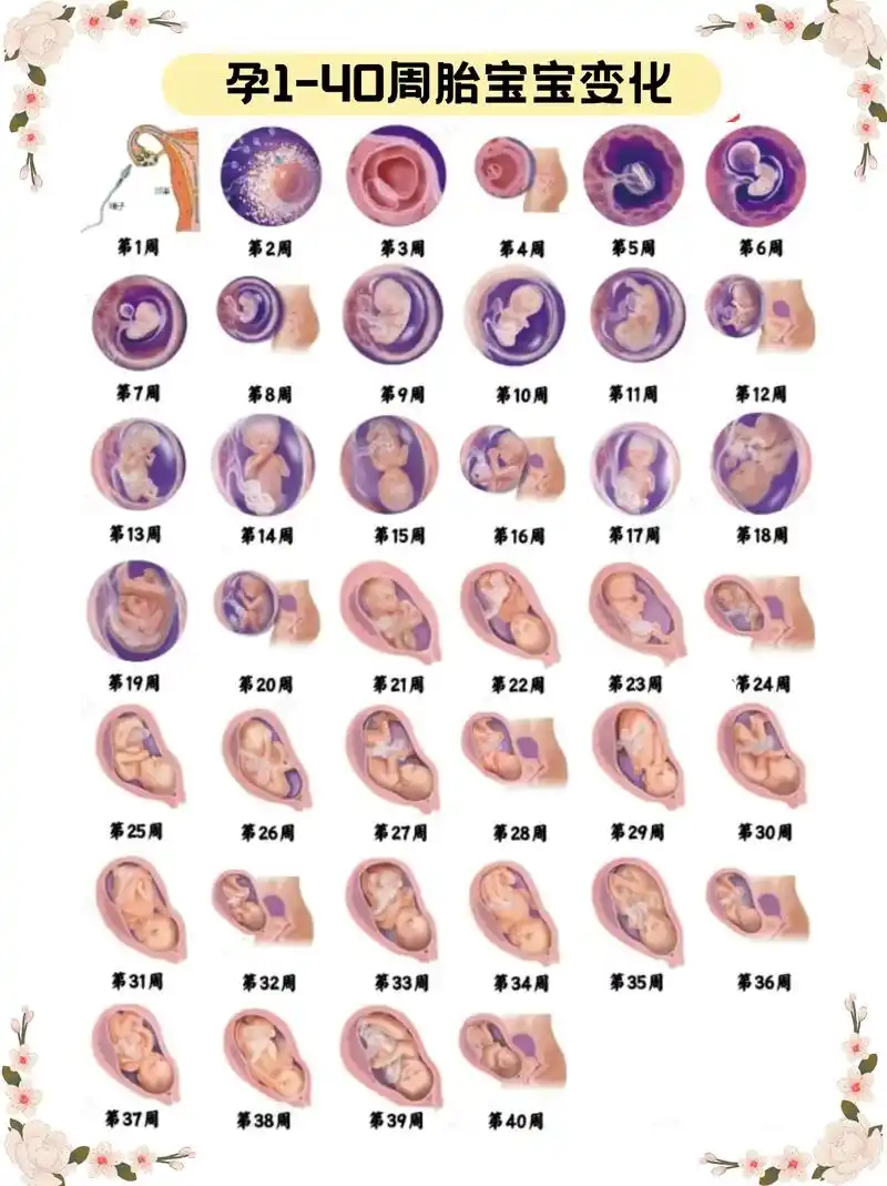 胎宝40周发育变化和注意事项i准妈妈必看.怀孕就像一次冒险的 - 抖音