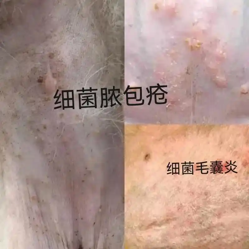 狗狗皮肤病很很多类型,比如真菌,细菌,寄生虫,湿疹,皮炎,毛 - 抖音