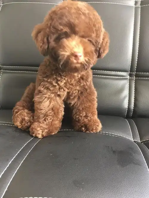 我今天买了只巧克力色的泰迪,懂狗的人看看纯不纯