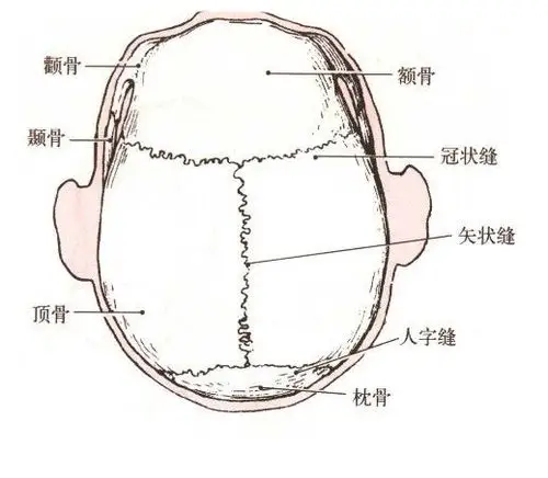 除下颌骨及舌骨外,其余各骨彼此借缝或软骨牢固连结,起着保护和支持脑