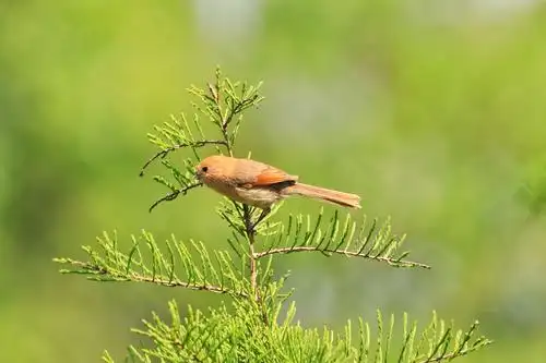 鱼鸟河畔的小鸟 - 美篇