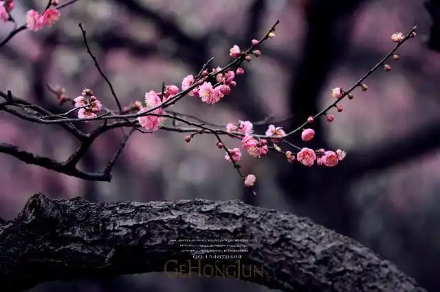 花开花香17暗香