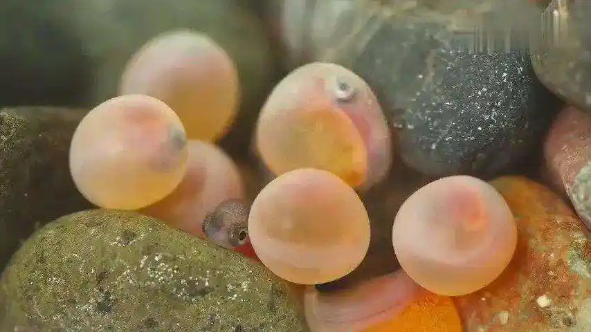 "劝君莫钓三月鲫,万千鱼仔在腹中",是不是道德绑架钓鱼人?