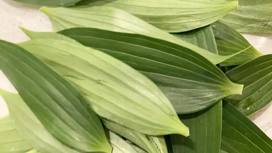 修剪下来的百合叶子