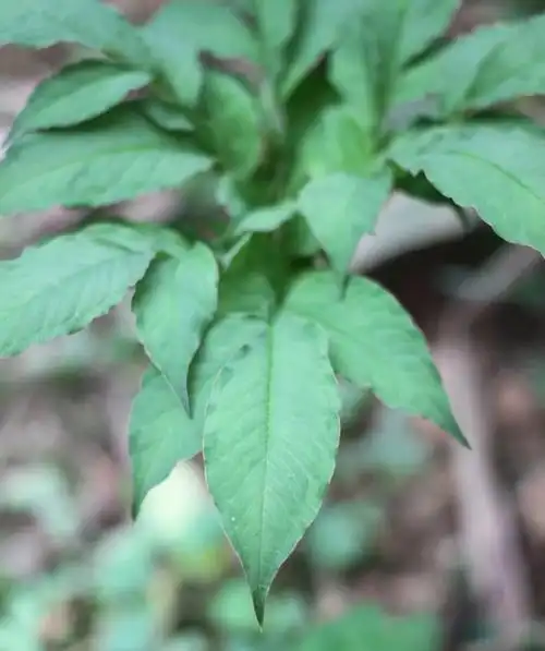 东亚魔芋会在营养生长期长叶子,进行光合作用,积蓄营养物质,以备来年