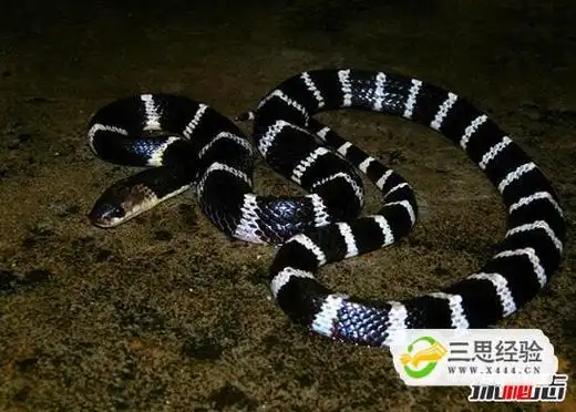 中国毒性最强的蛇,银环蛇(毒液致死量仅0.08毫克)