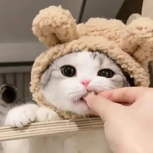 招桃花的猫咪头像男女通用