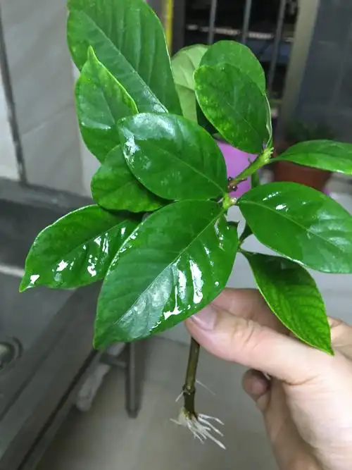 水培的栀子花生根后总是移栽死苗?注意4点技巧