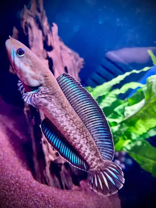 阿萨姆奶茶雷龙鱼  #雷龙鱼  #水族  #养鱼日记