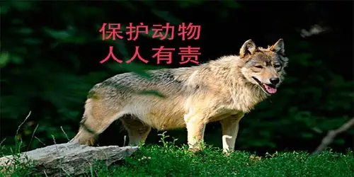 保护动物,人人有责