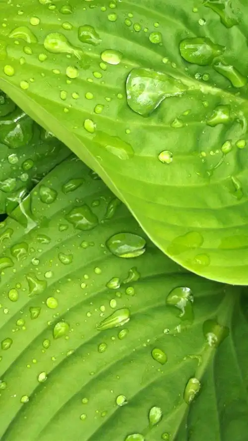 分享一组护眼壁纸希望大家喜欢