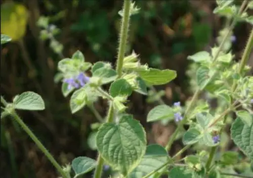 这野草,人称"毛老虎",却是治跌打损伤好药材,家中可常备