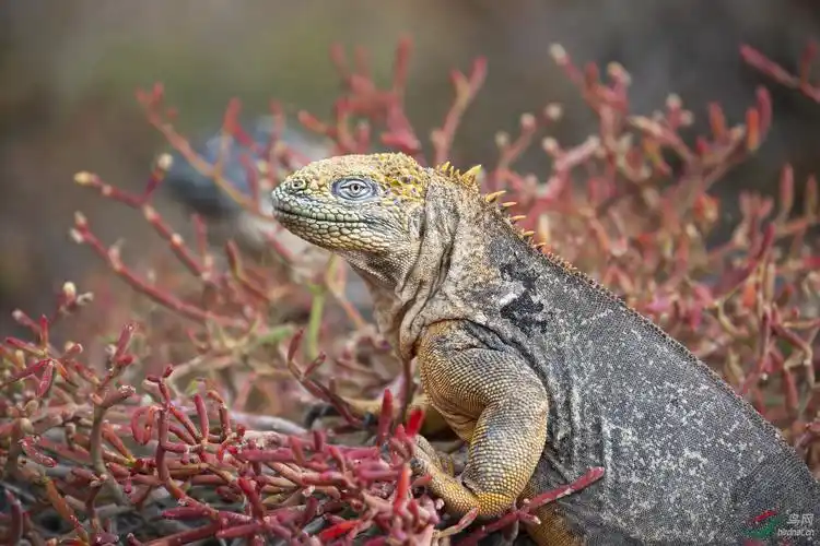 加拉帕戈斯陆鬣蜥
