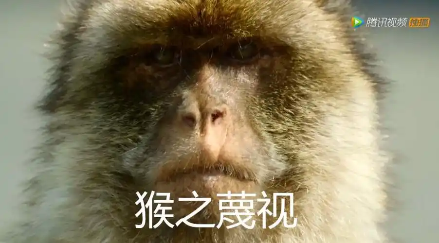 哈哈哈哈哈这些沙雕动物简直有毒