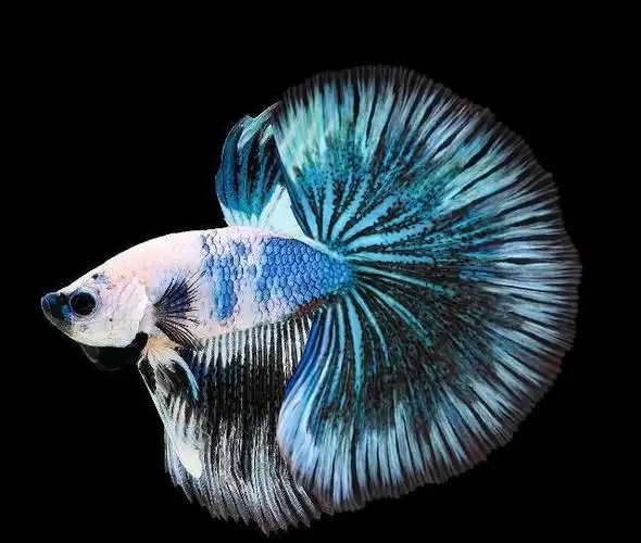 小型观赏鱼饲养的要点,其实也就这么几点!