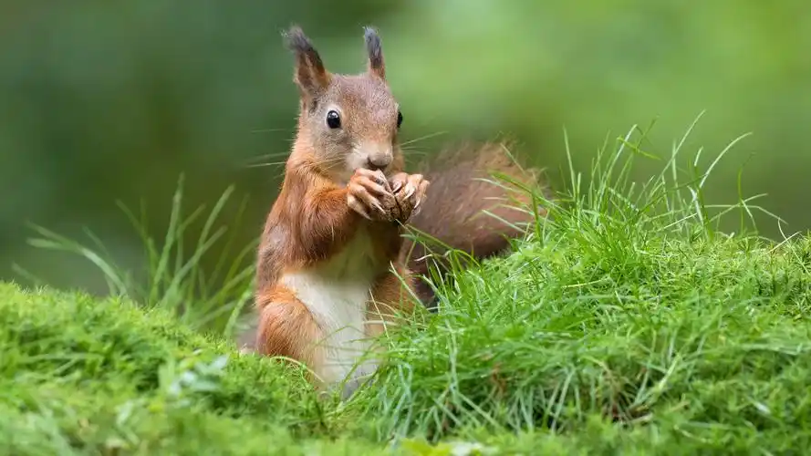 2020-06-16上传元气壁纸平台,可爱松鼠4k壁纸壁纸壁纸是一款电脑壁纸