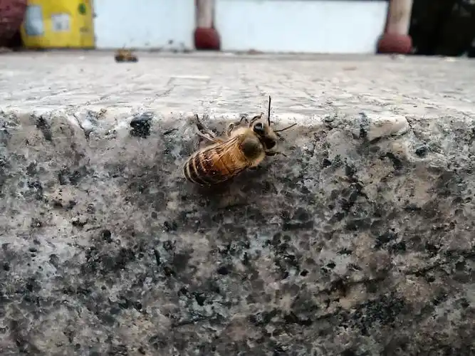 春天刚出生的蜜蜂幼崽