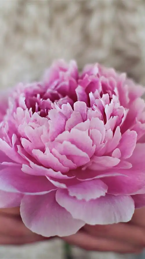 粉色牡丹花,花瓣,手,朦胧 iphone 壁纸