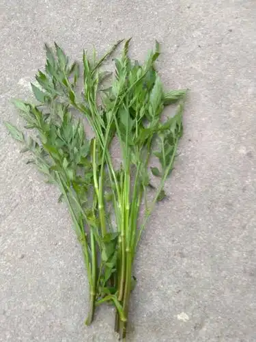 浏览 9 次  发布于2017-05-07 18:18   最佳答案 野芹菜,不能吃,有毒