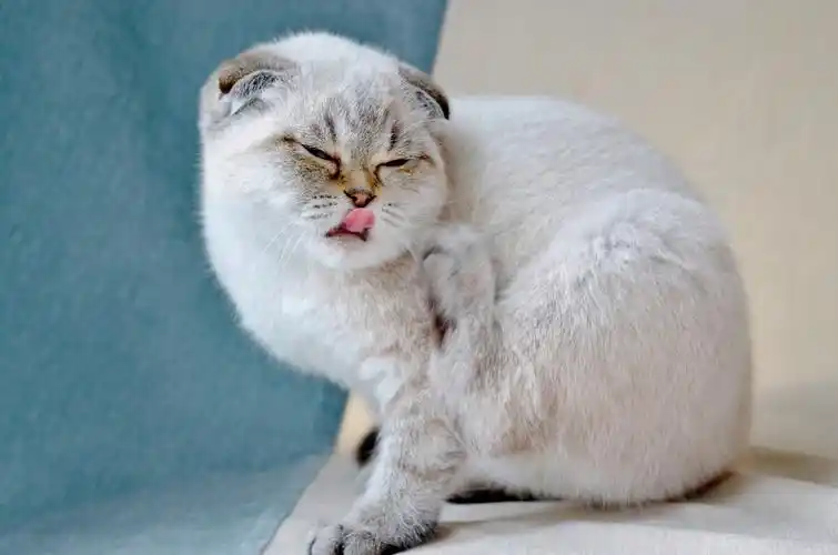 折耳猫咪又虎又萌