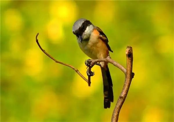 唯美好看的伯劳鸟图片欣赏