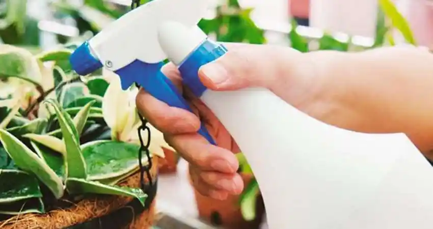 专家教你如何自制12种无毒,低毒的杀虫剂,帮你轻松消灭害虫.