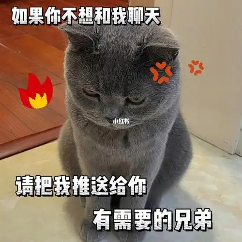 艾特你想艾特的人  #表情包  #猫咪表情包