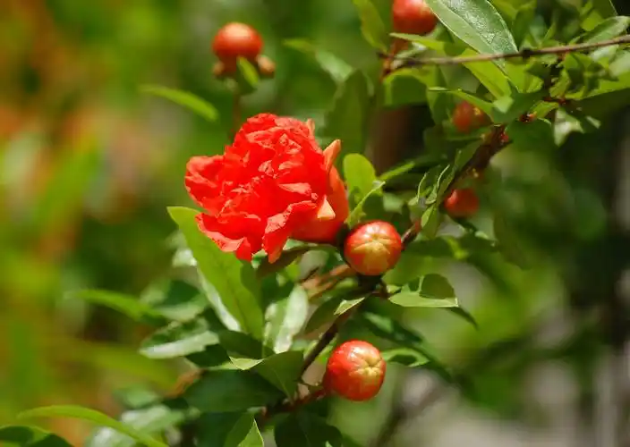 红灿灿的石榴花