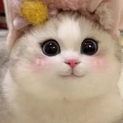 可爱猫咪头_微信头像_我要个性网