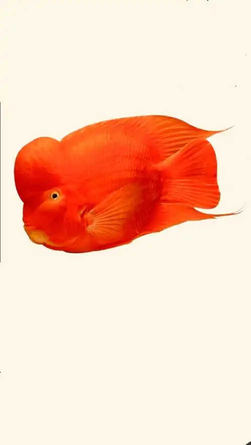 为喜欢财神鱼的鱼友量身定做手机桌面