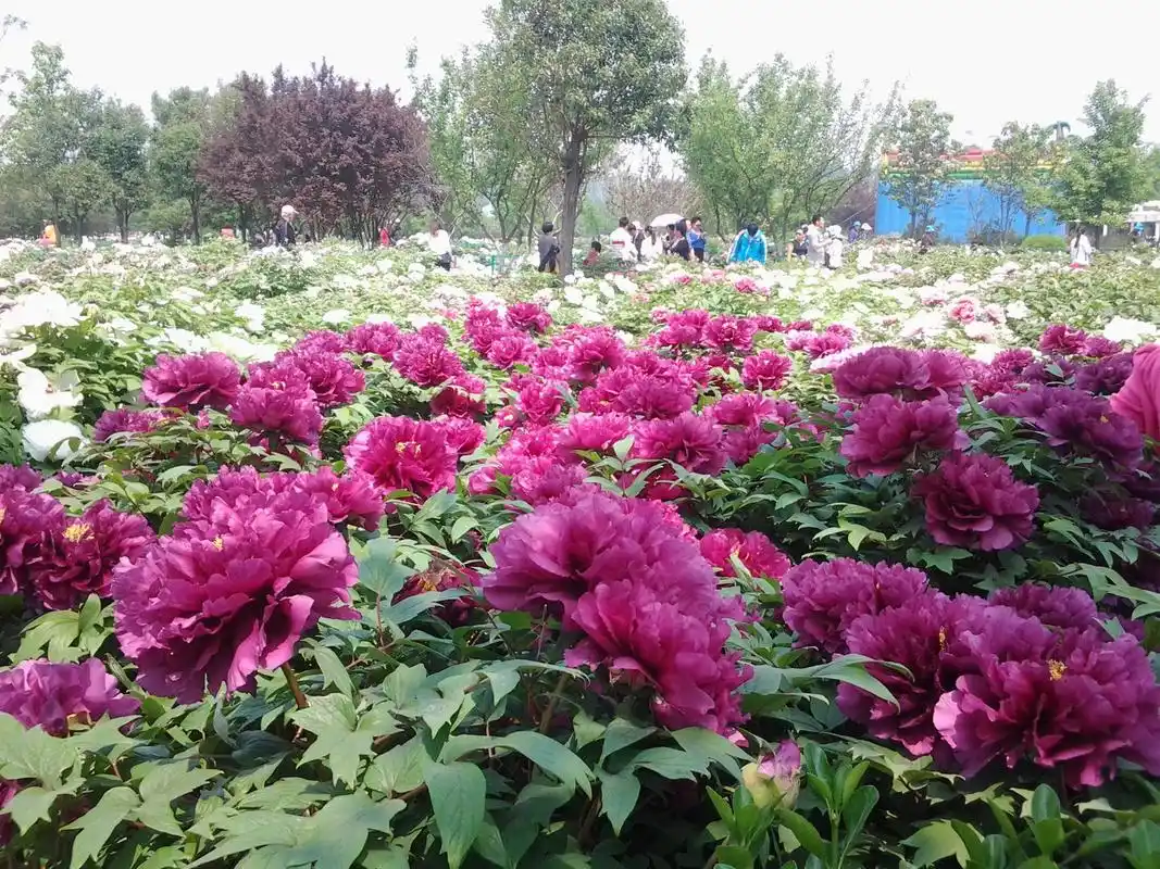 又到洛阳牡丹赏花时,最全攻略奉上