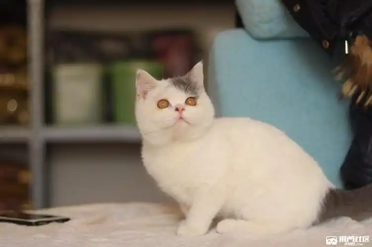 已去新家英短蓝白梵花dd净梵mm找新家