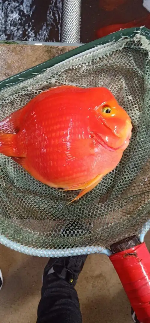 财神鹦鹉,元宝鹦鹉 - 鹦鹉鱼玩家 - 龙巅鹦鹉鱼