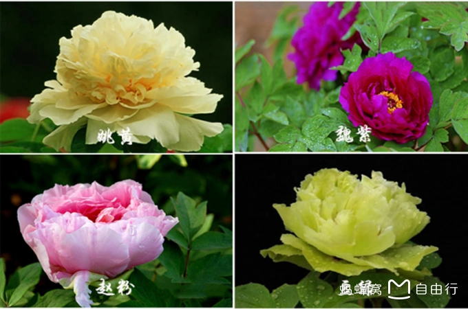 2017洛阳牡丹赏花全攻略,花期观赏地及路线推荐