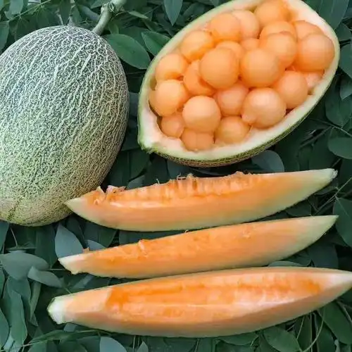 海南西州蜜瓜5斤哈密瓜新鲜当季应季水果香甜瓜网纹瓜 2.5kg 70-80mm