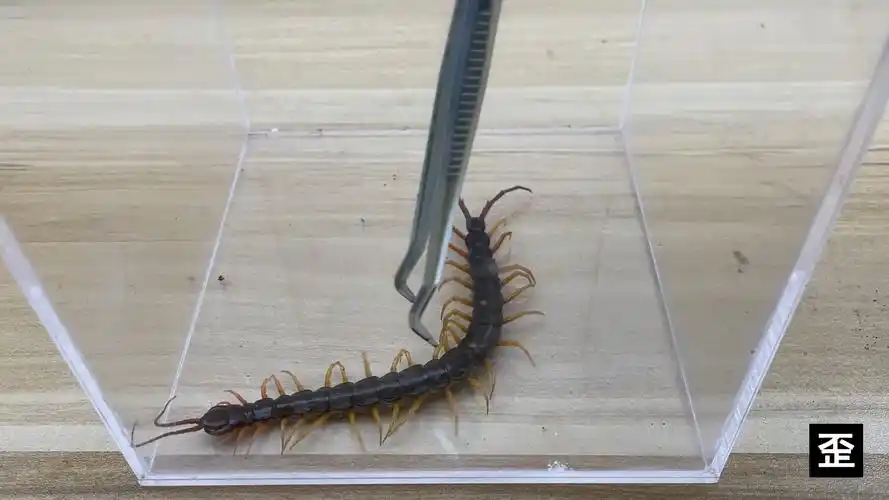 20厘米长的巨型蜈蚣!脾气暴躁,性情凶猛!