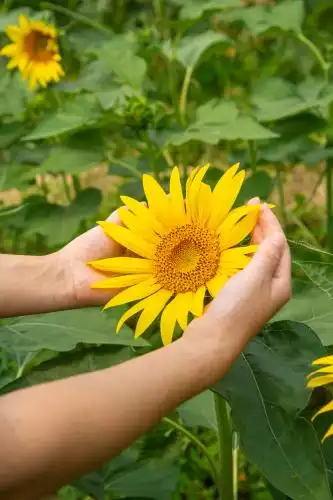 女孩手中捧着的向日葵