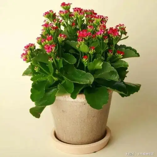 长寿花这样养护花多又艳丽轻松养成老桩