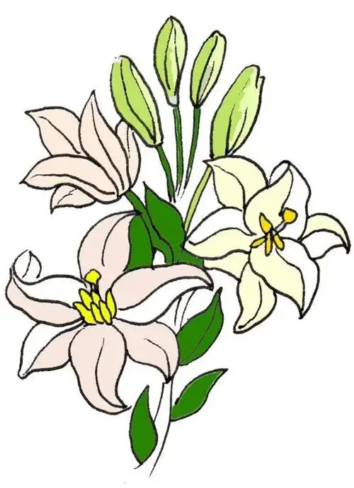 百合花的简笔画怎么画百合花的简笔画顺序