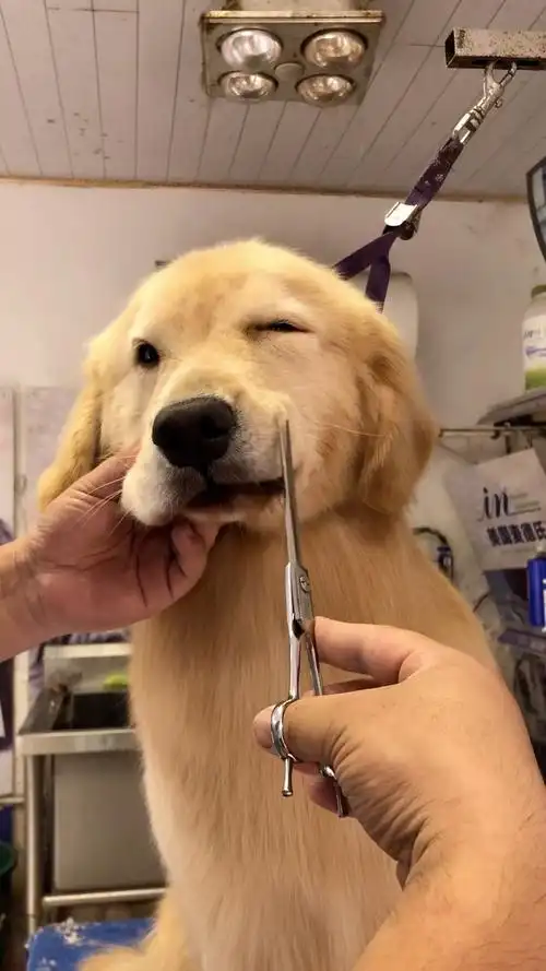 金毛美容,面部修剪