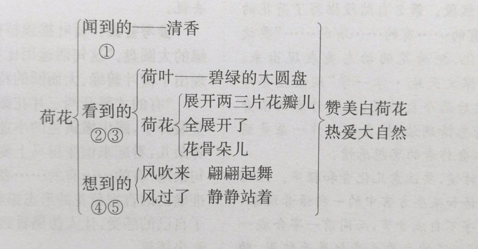 2019版三年级语文下册第一单元第3课《荷花》知识教学新人教版