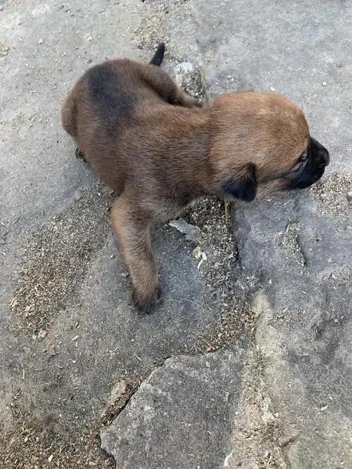 重庆巴南马犬串串求领养8只半个月大