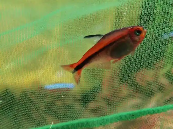 其它红火蚁魔鬼灯鱼