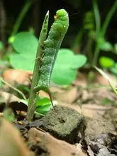 雀纹天蛾幼虫