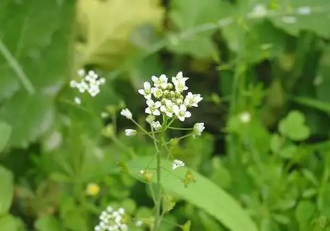 荠菜图片及识别方法荠菜怎么吃法大全