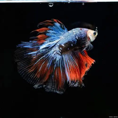 泰国斗鱼的养殖方法,本文详解