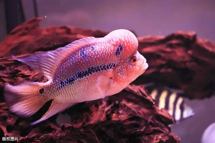也许大家不知道,花罗汉鱼是人工鱼种,它是我们中国
