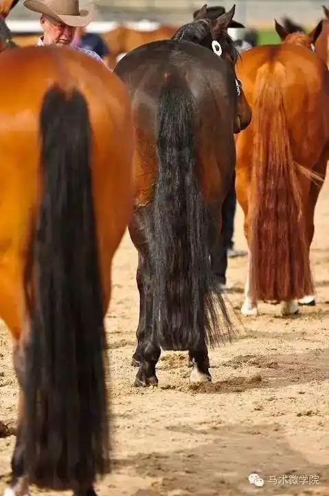 迷人马尾是怎样养成的|鬃毛|马尾巴_网易订阅