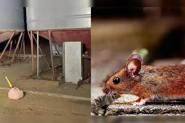 实拍澳大利亚遭严重鼠患老鼠遍地走大胆居民不怕咬近距离拍摄