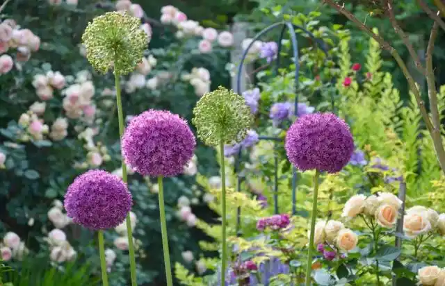 我花园都有哪些耐寒的地被植物呢?